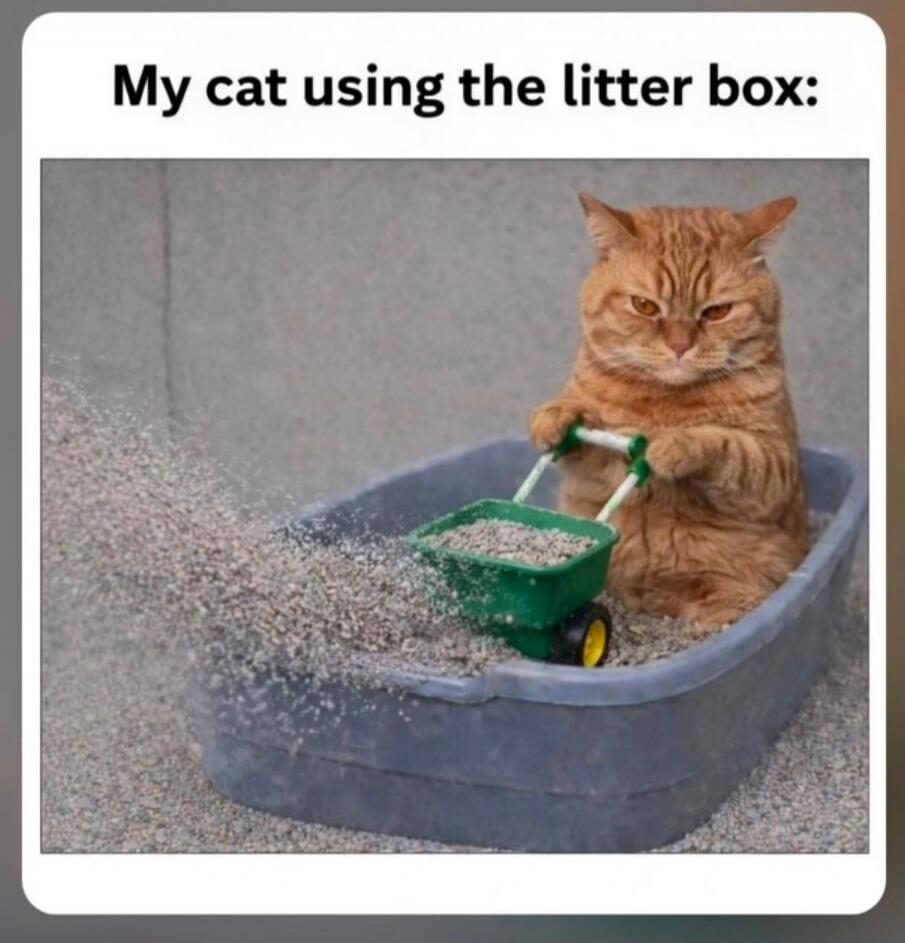 My cat using the litter box: