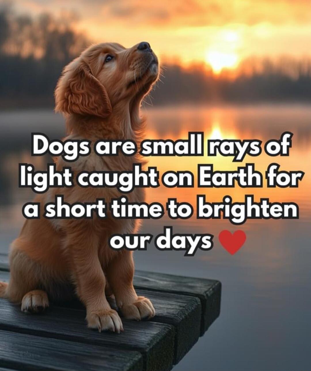 Dogs are mdruys_of light caughtlon EclfilikLcrg a short timeltolbrighten T VS