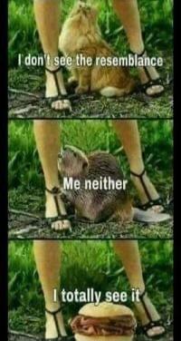 I don't see the resemblance
Me neither
I totally see it