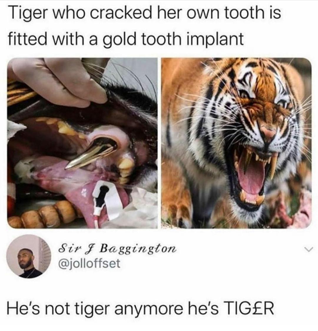 Tiger who cracked her own tooth is R Sir g Baggington jolloffset Hes not tiger anymore hes TIGER