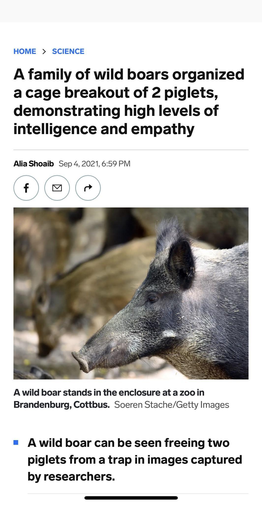 HOME SCIENCE A family of wild boars organized a cage breakout of 2 piglets demonstrating high levels of intelligence and empathy Alia Shoaib Sep 4 2021 659 PM A wild boar stands in the enclosure at azooin Brandenburg Cottbus Soeren StacheGetty Images A wild boar can be seen freeing two piglets from a trap in images captured by researchers