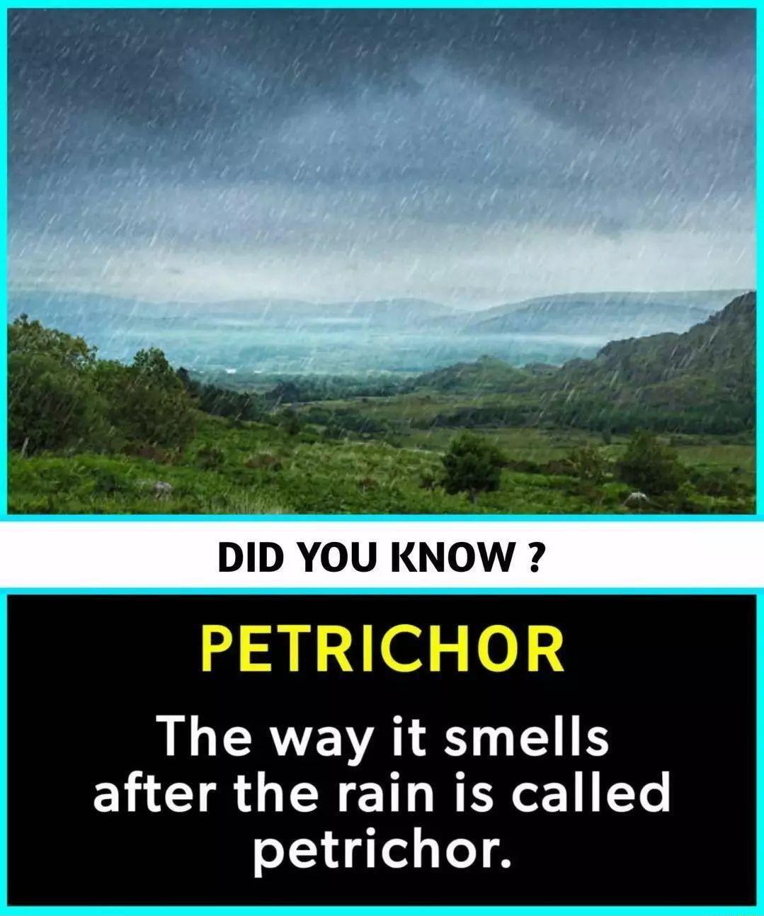 PETRICHOR The way it smells after the rain is called petrichor
