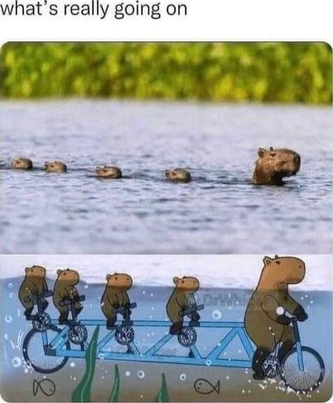 whats really going on