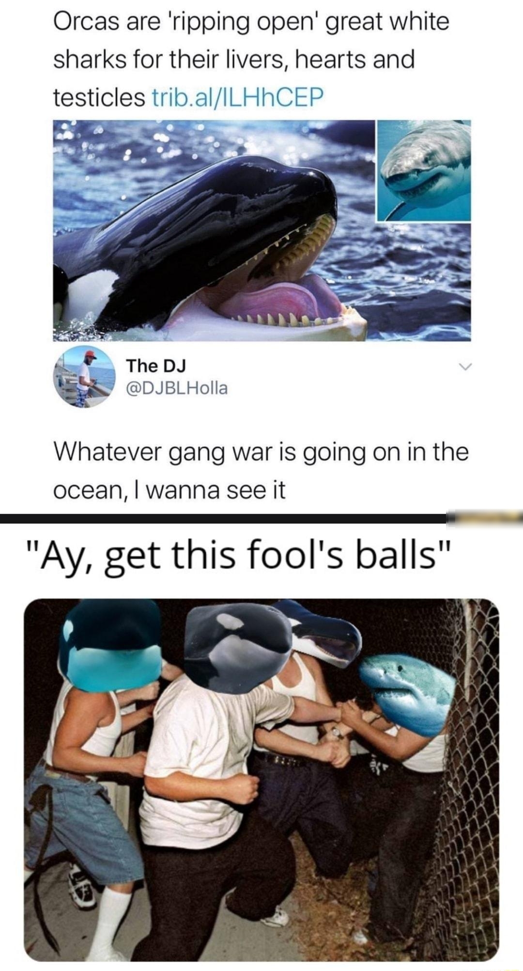 Orcas are ripping open great white sharks for their livers hearts and testicles tribal The DJ DJBLHolla Whatever gang war is going on in the ocean wanna see it