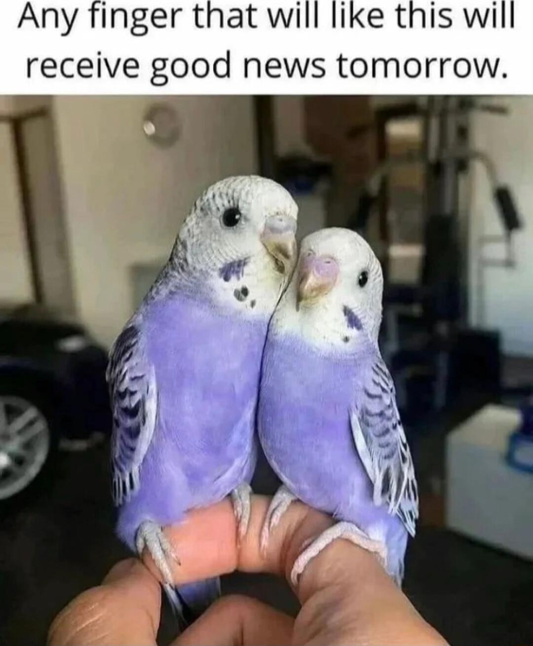 Any finger that wi receive good news tomorrow