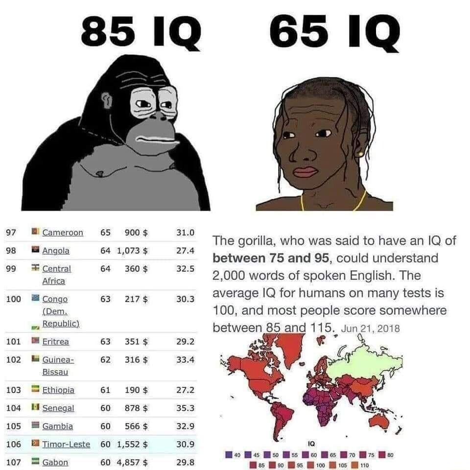 85I1Q 65I1Q k T cana A conse 0en e no The gorilla who was said to have an IQ of between 75 and 95 could understand 2000 words of spoken English The average IQ for humans on many tests is 100 and most people score somewhere Detween geggg 115 Jng1 18