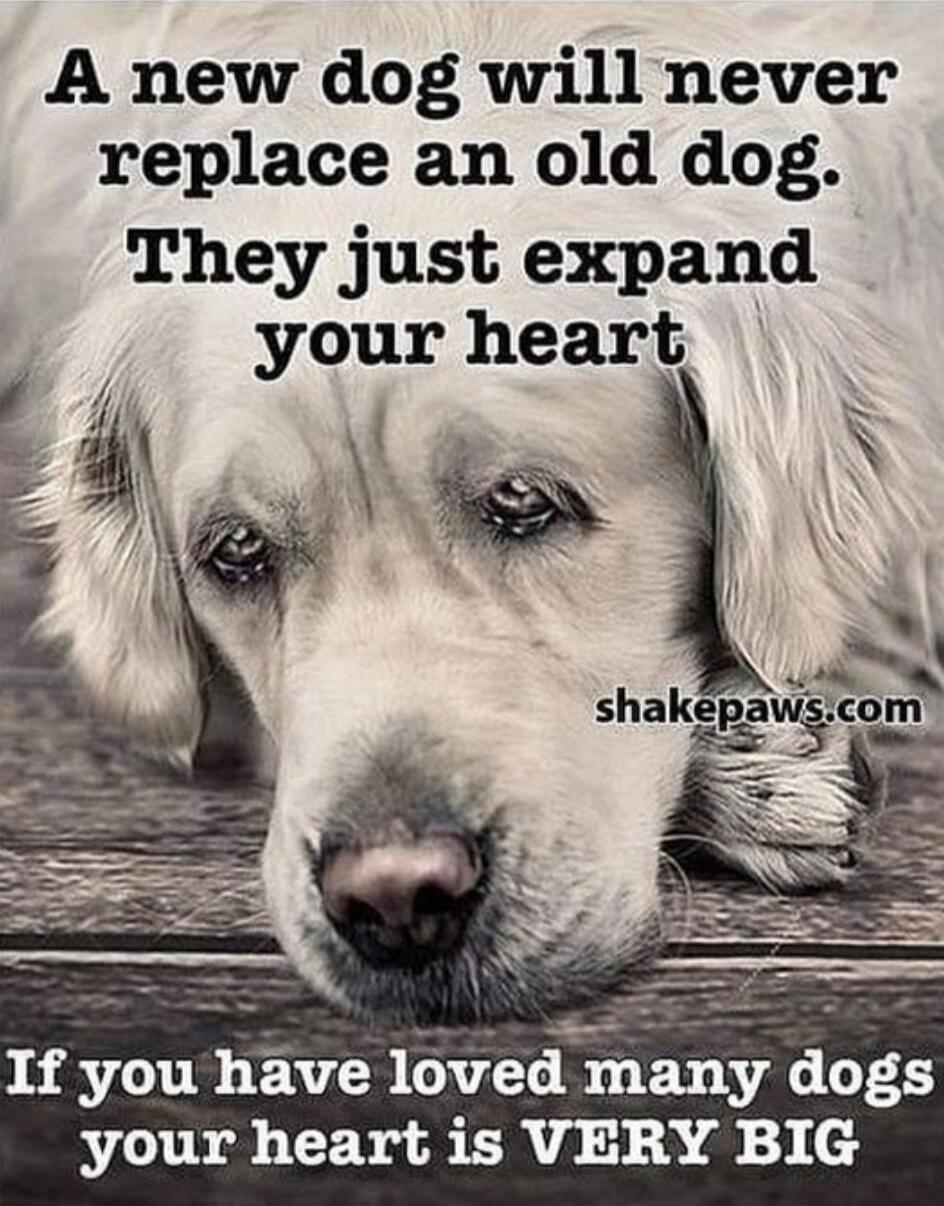 A new dog will never replace an old dog. They just expand your heart. If you have loved many dogs your heart is VERY BIG. shakepaws.com