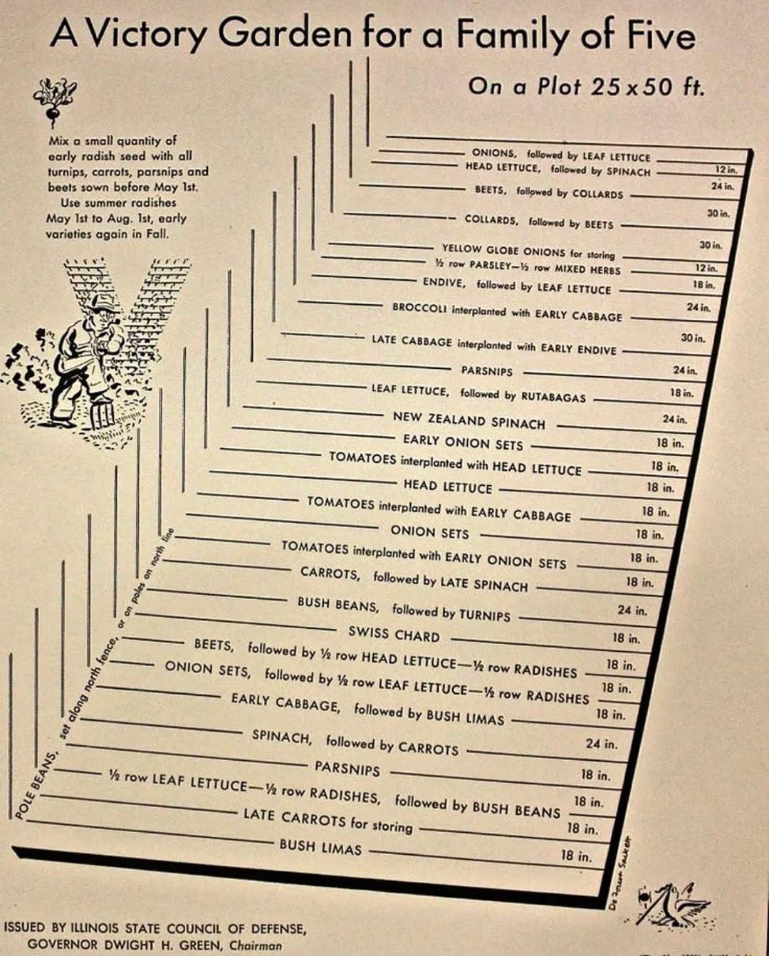 AVictory Garden for a Family of Five On a Plot 25x50 ft T ruma e B rARSHns L A o aoaies et socm o e e