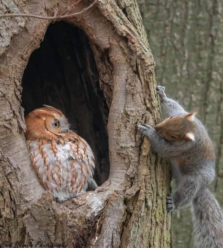 A small owl sits inside a tree hollow while a squirrel climbs the trunk toward it.