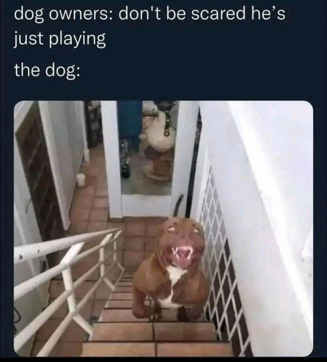 dog owners: don't be scared he's just playing the dog: