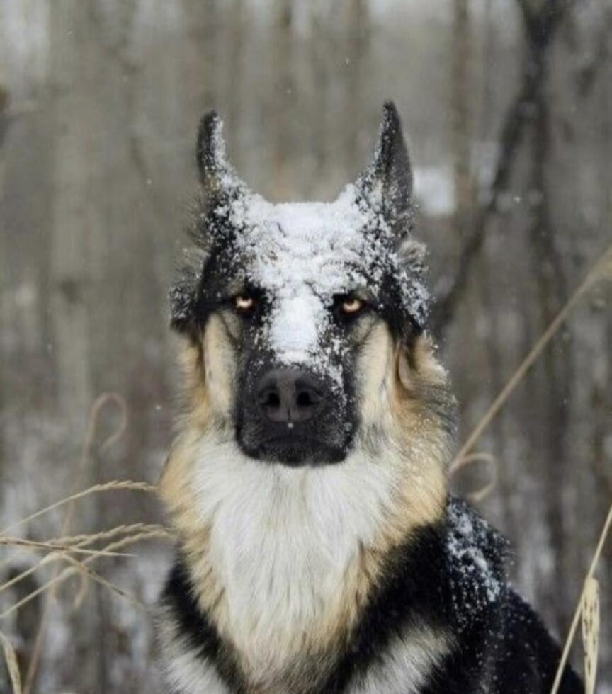 A German Shepherd dog with snow on its face in a snowy background.