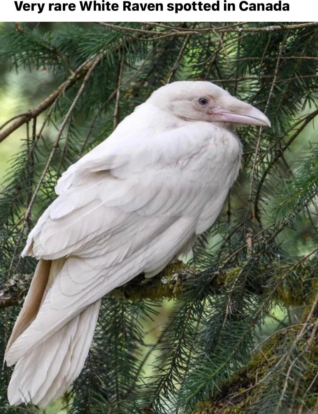 Very rare White Raven spotted in Canada