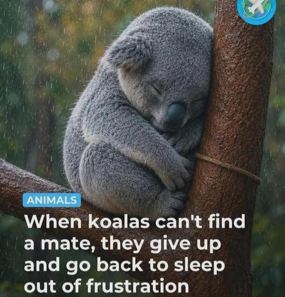 ANIMALS. When koalas can't find a mate, they give up and go back to sleep out of frustration.