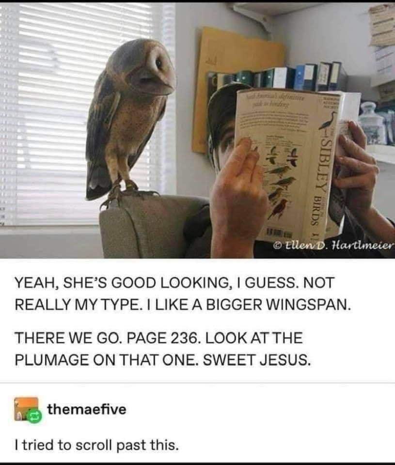 tlewD Hartlmeier YEAH SHES GOOD LOOKING GUESS NOT REALLY MY TYPE LIKE A BIGGER WINGSPAN THERE WE GO PAGE 236 LOOK AT THE PLUMAGE ON THAT ONE SWEET JESUS n themaefive tried to scroll past this