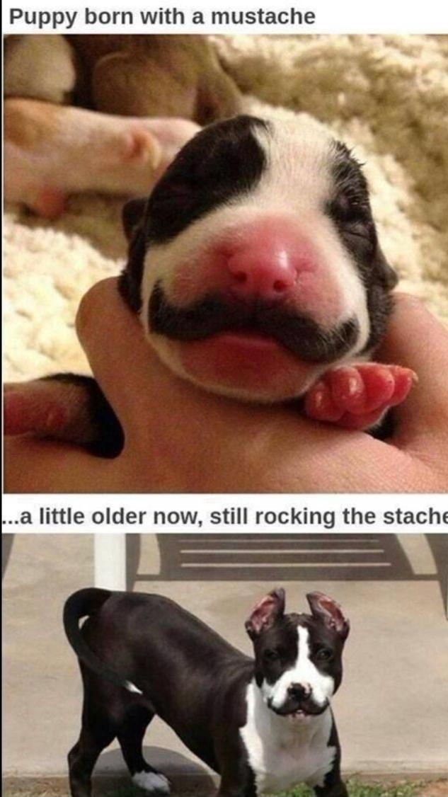 Puppy born with a mustache a little older now still rocking the stache