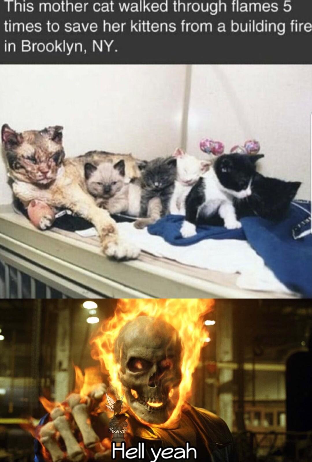 This mother cat walked througn flames 5 times to save her kittens from a building fire in Brooklyn NY i 18 4 Hell V27 a