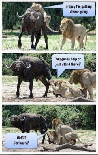 Honey I'm getting dinner going. You gonna help or just stand there? OMG!! Seriously?