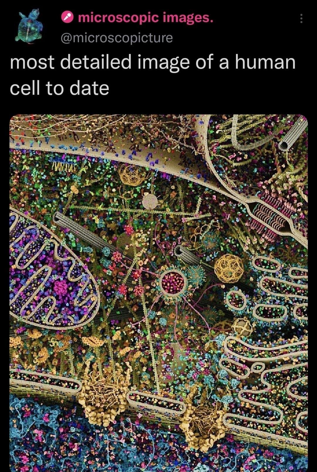 microscopic images microscopicture most detailed image of a human cell to date