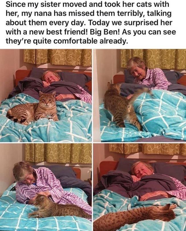 Since my sister moved and took her cats with her my nana has missed them terribly talking about them every day Today we surprised her with a new best friend Big Ben As you can see theyre quite comfortable already