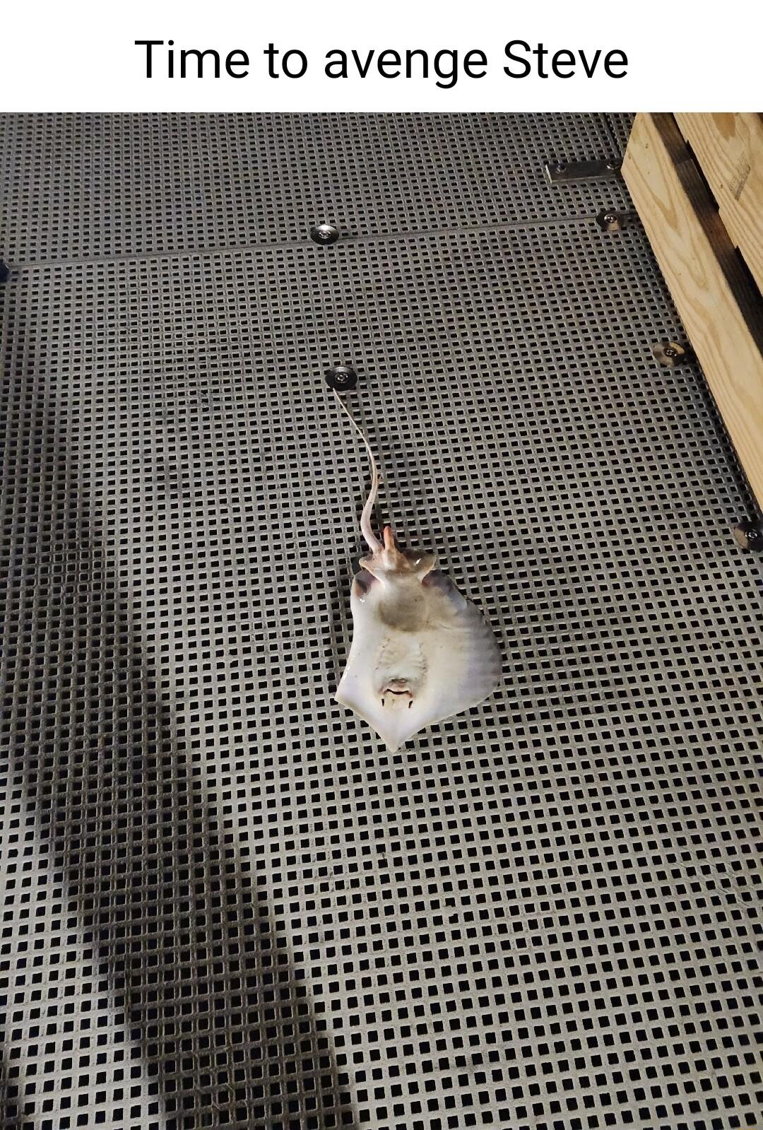 Time to avenge Steve