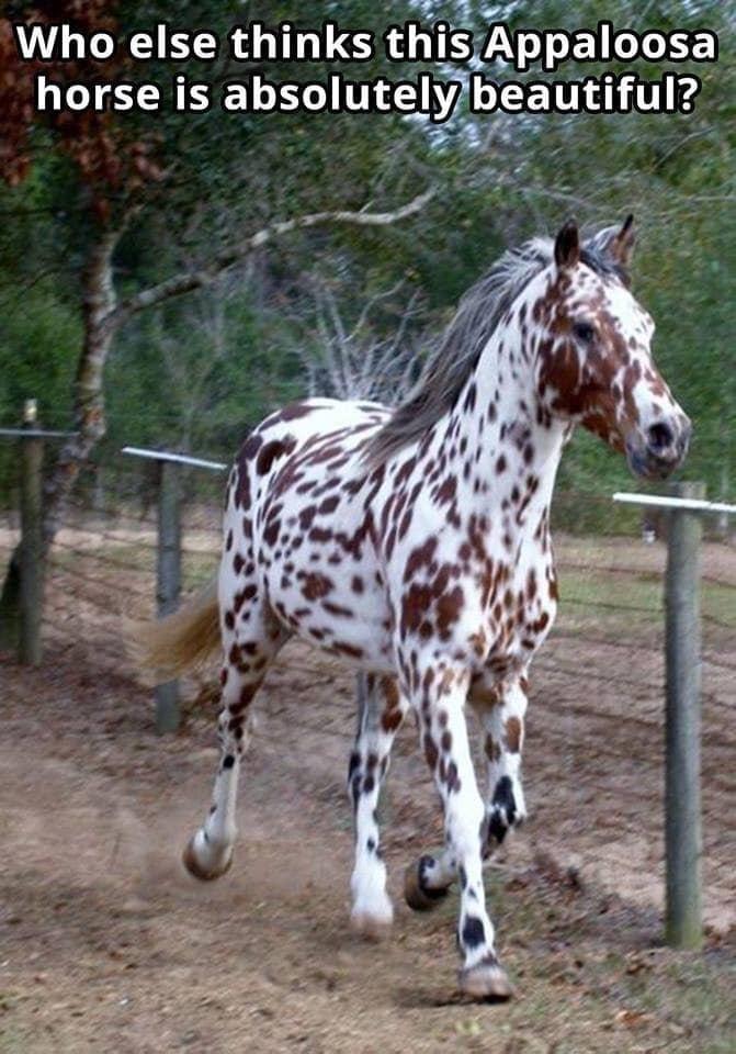 Who else thlnks thlsAppanosa horse is absolutely beautlful7