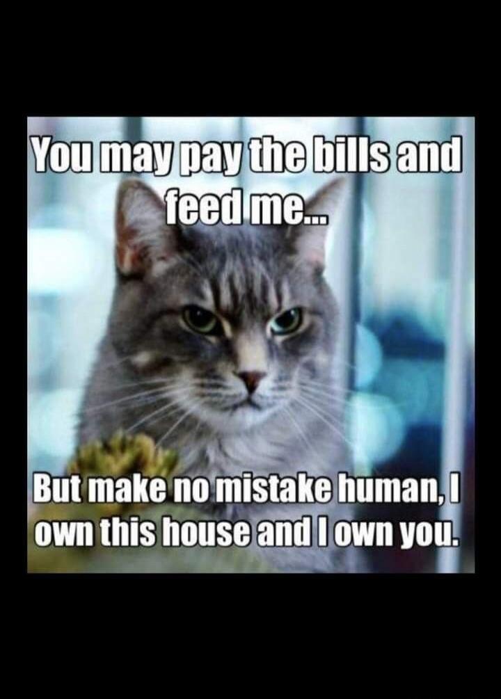 You may pay the bills and feed me... But make no mistake human, I own this house and I own you.