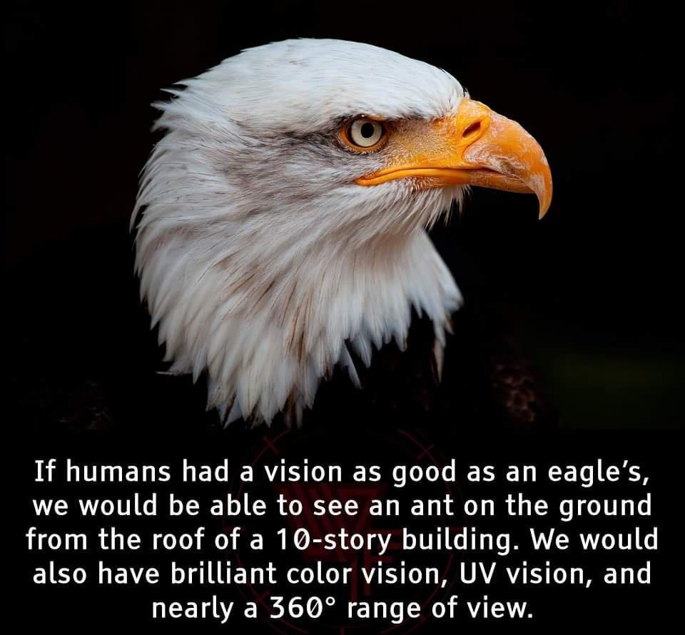 If humans had a vision as good as an eagles we would be able to see an ant on the ground from the roof of a 10 story building We would also have brilliant color vision UV vision and HEE VAR A i o R U TATA VEICRE N o ST