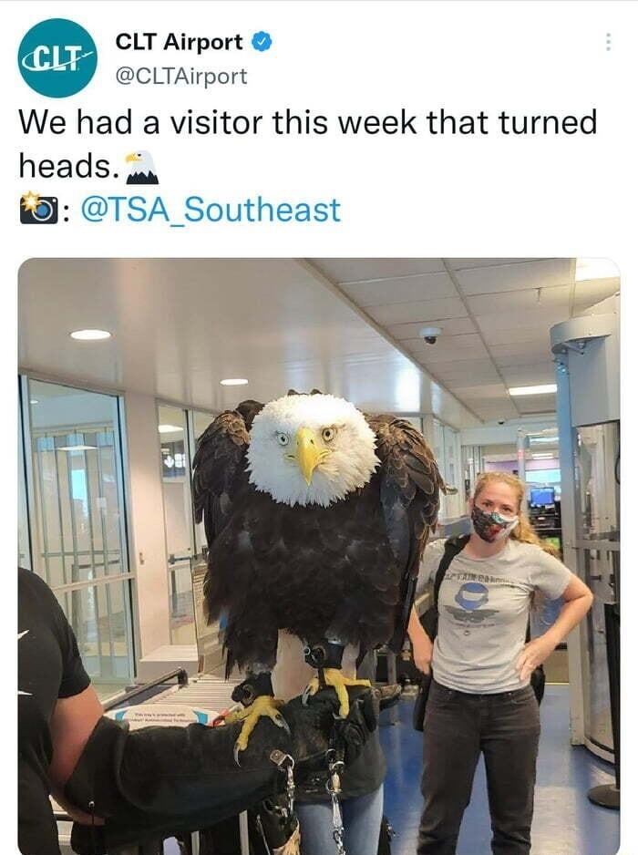 CLT Airport CLTAirport We had a visitor this week that turned heads a 8 TSA_Southeast