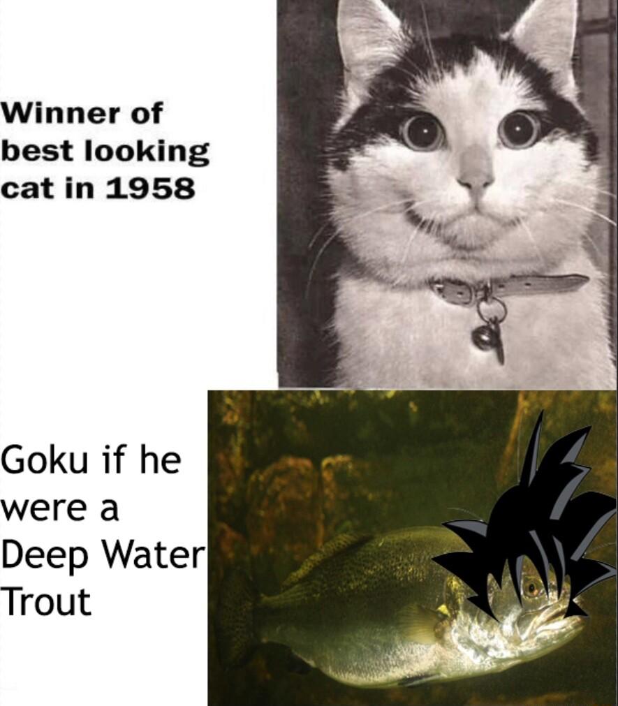 Winner of best looking cat in 1958 Goku if he were a Deep Water Trout