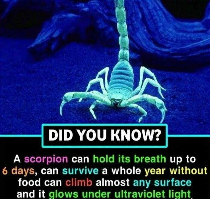 DID YOU KNOW? A scorpion can hold its breath up to 6 days, can survive a whole year without food, can climb almost any surface and it glows under ultraviolet light