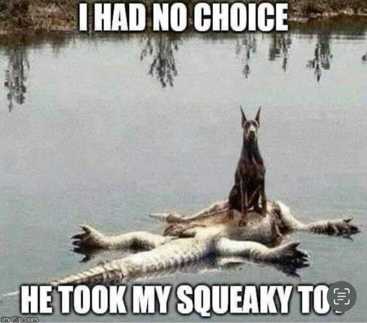 I HAD NO CHOICE
HE TOOK MY SQUEAKY TOY