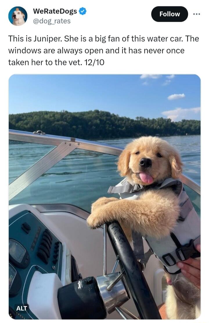 This is Juniper She is a big fan of this water car The windows are always open and it has never once taken her to the vet 1210