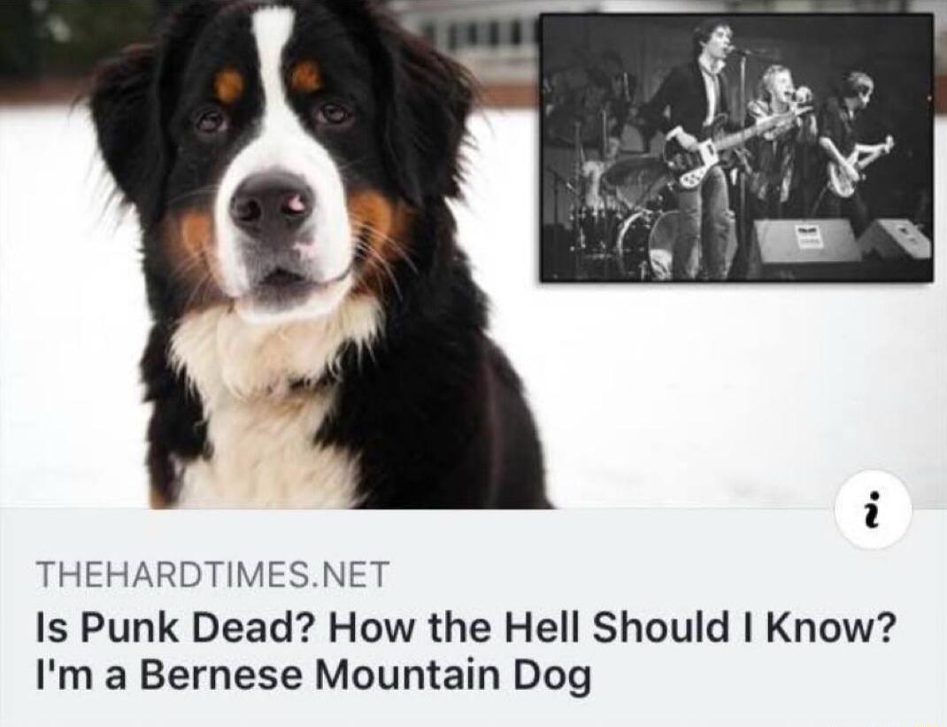 THEHARDTIMESNET Is Punk Dead How the Hell Should Know Im a Bernese Mountain Dog