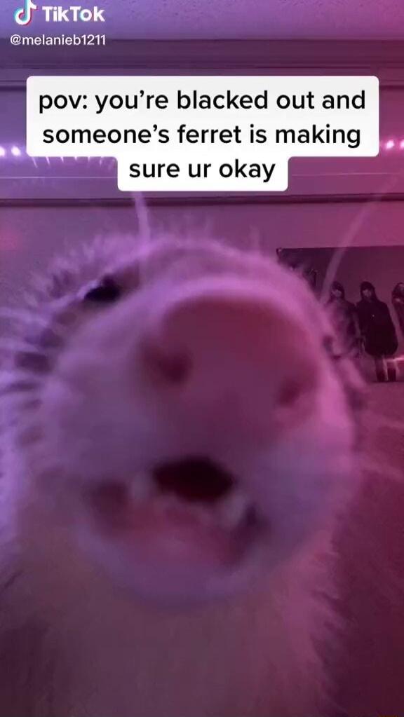 me aInLQ pov youre blacked out and someones ferret is making sure ur okay Vel
