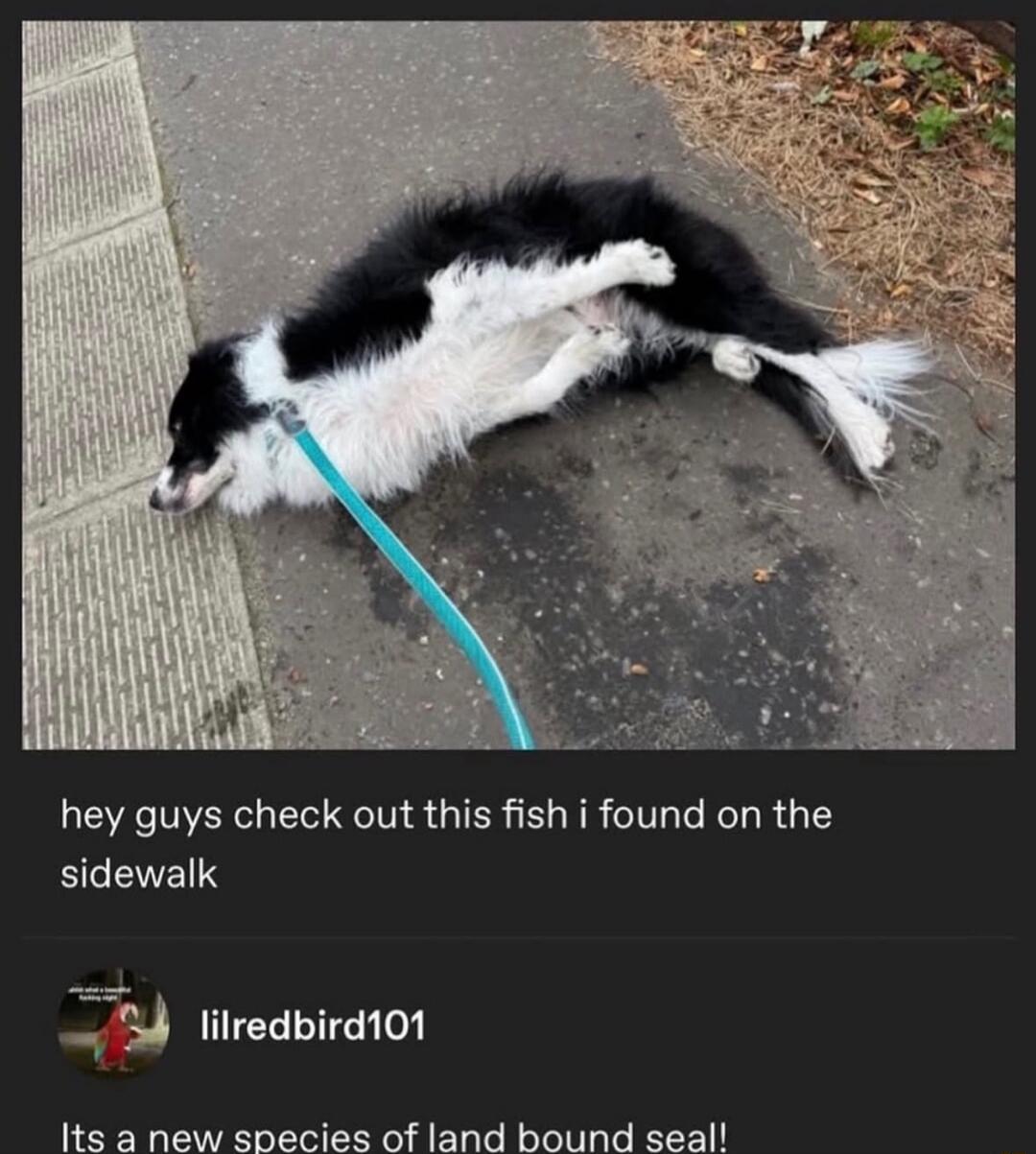 hey guys check out this fish i found on the sidewalk\nIts a new species of land bound seal!