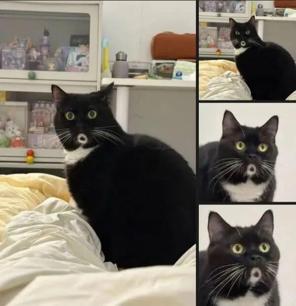 A collage of a black and white tuxedo cat with wide, surprised eyes sitting on a bed.