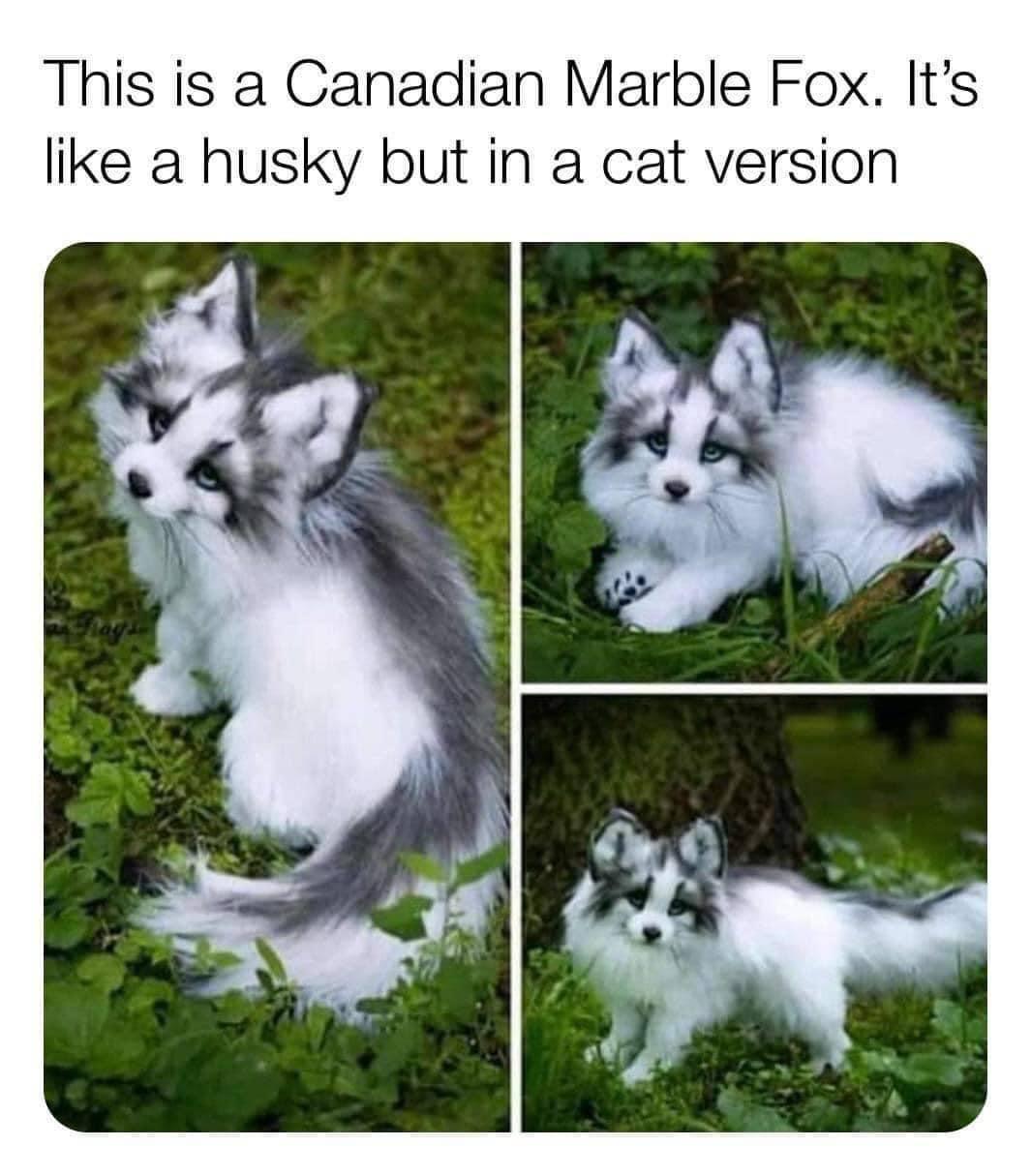 This is a Canadian Marble Fox Its like a husky but in a cat version