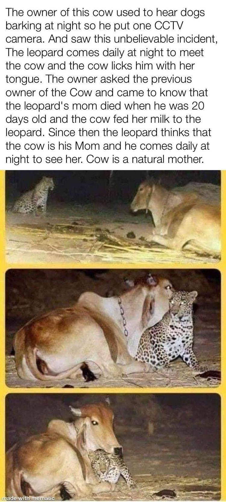 The owner of this cow used to hear dogs barking at night so he put one CCTV camera And saw this unbelievable incident The leopard comes daily at night to meet the cow and the cow licks him with her tongue The owner asked the previous owner of the Cow and came to know that the leopards mom died when he was 20 days old and the cow fed her milk to the leopard Since then the leopard thinks that the co