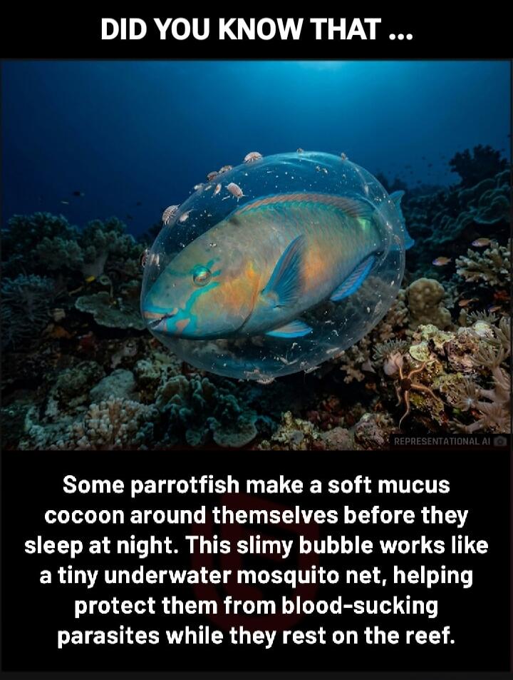 DID YOU KNOW THAT ... Some parrotfish make a soft mucus cocoon around themselves before they sleep at night. This slimy bubble works like a tiny underwater mosquito net, helping protect them from blood-sucking parasites while they rest on the reef.