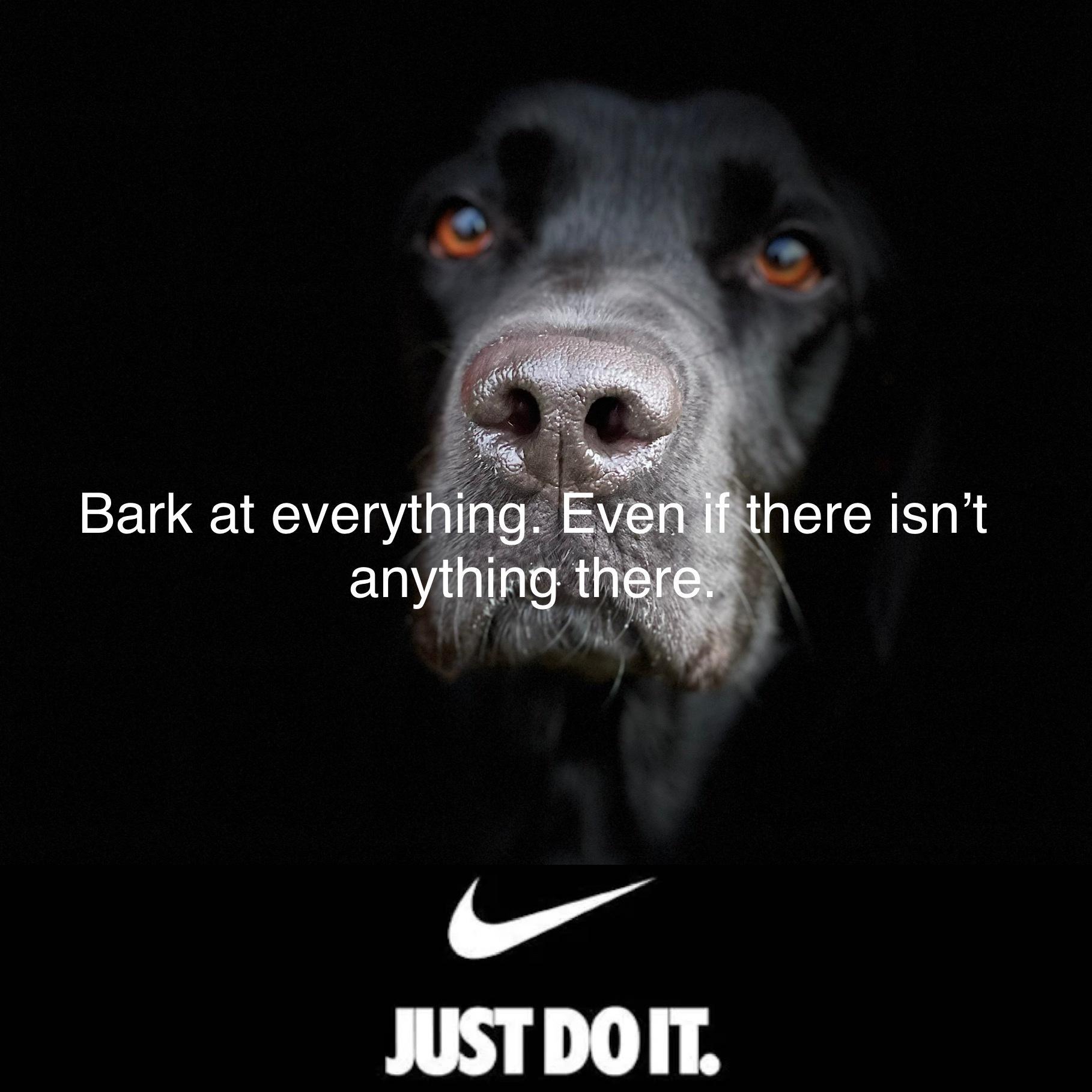 Bark at everyth anyth