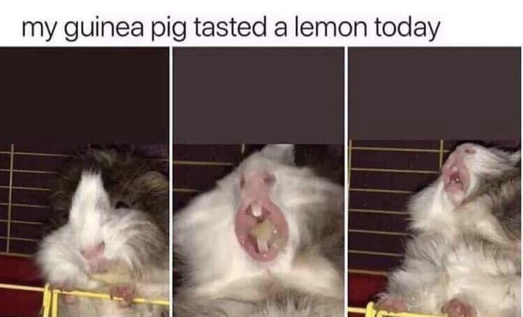 my guinea pig tasted a lemon today