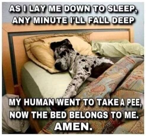 AS I LAY ME DOWN TO SLEEP, ANY MINUTE I'LL FALL DEEP MY HUMAN WENT TO TAKE A PEE, NOW THE BED BELONGS TO ME. AMEN.
