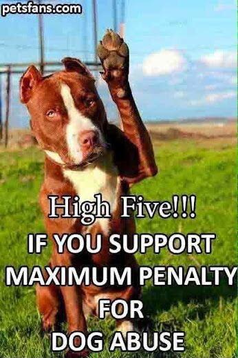 H1gl1 Fivelll IE YOU V 220 MAXIMUM PENALTY o S DOGABUSE