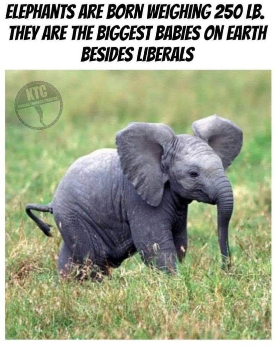 ELEPHANTS ARE BORN WEIGHING 250 LB. THEY ARE THE BIGGEST BABIES ON EARTH BESIDES LIBERALS. KTC KANSAS TORNADO CHASERS.