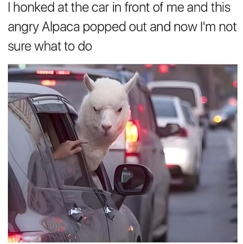 I honked at the car in front of me and this angry Alpaca popped out and now Im not sure what to do