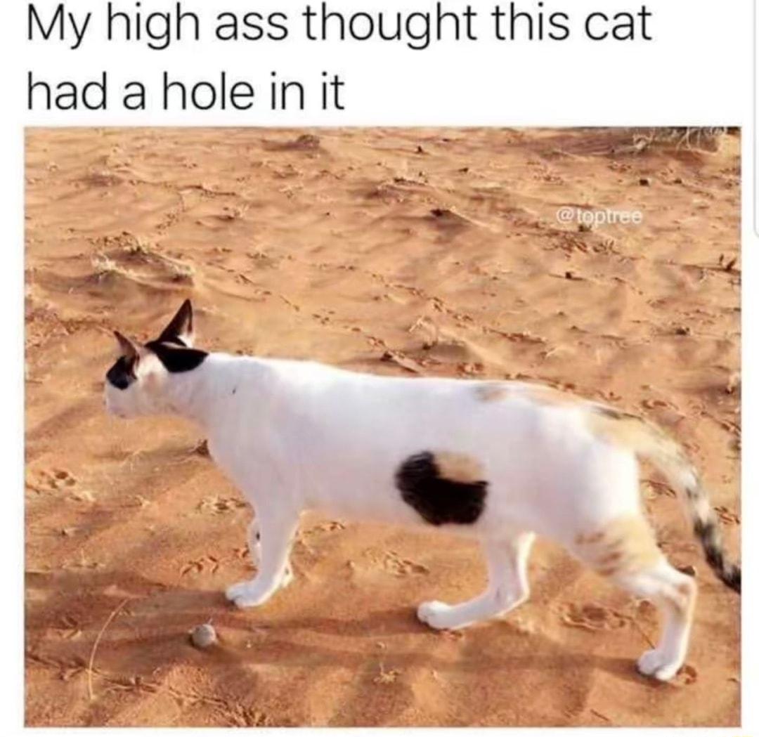My high ass thought this cat had a hole in it