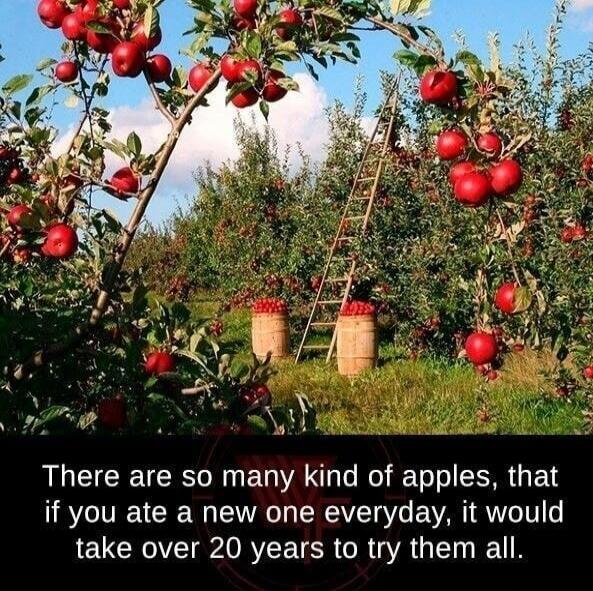 There are so many kind of apples, that if you ate a new one everyday, it would take over 20 years to try them all.