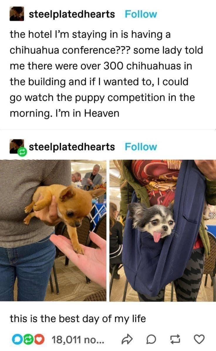 steelplatedhearts Follow the hotel Im staying in is having a chihuahua conference some lady told me there were over 300 chihuahuas in the building and if wanted to could go watch the puppy competition in the morning Im in Heaven steelplatedhearts Follow 2 w b 5 this is the best day of my life O0 1801Mno O Q
