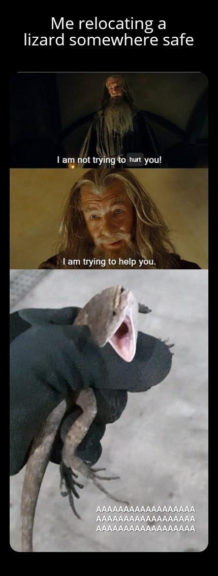 Me relocating a lizard somewhere safe am not trying to hurt you am trying to help you