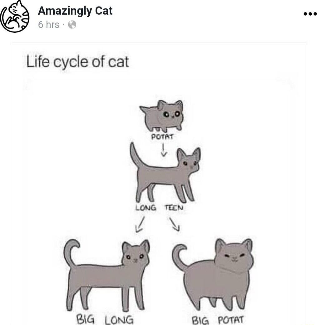 Life cycle of cat
[tiny kitten] -> PUT IT -> [middle cat] LONG and TEEN -> [bottom left] BIG LONG -> [bottom right] BIG POTAT